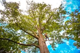 Best Tree Planting  in USA